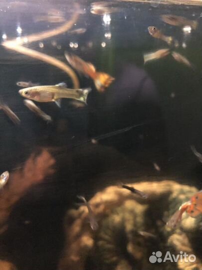 Аквариумные рыбки гуппи