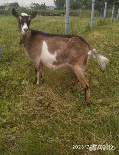 Козы дойные