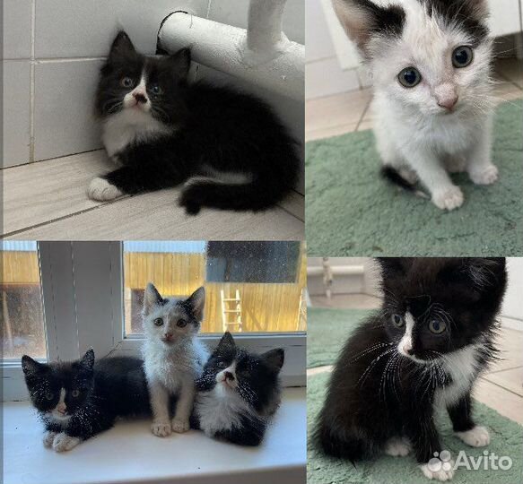 Кошки в добрые руки бесплатно