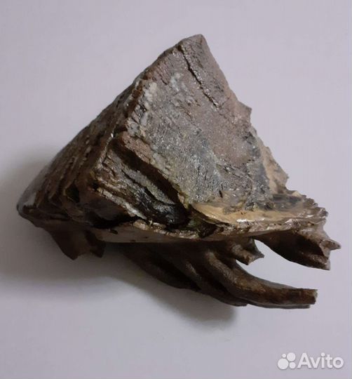 Зуб мамонта