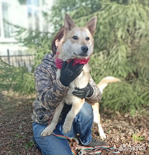 Собака в добрые руки