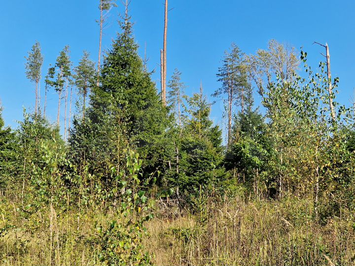 Участок 21 сот. (ИЖС)