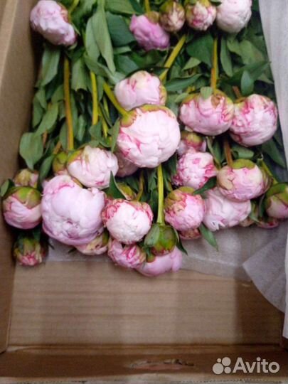 Пионы опт коробка цветы доставка Москва