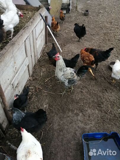 Куры молодки