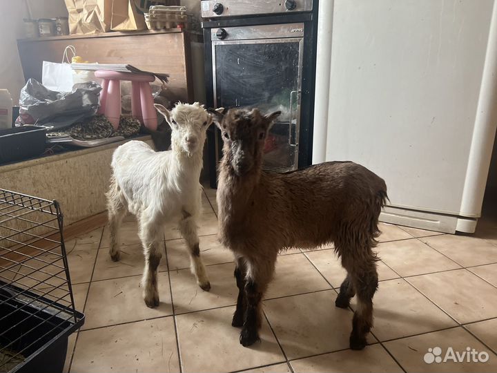 Козочки и коза ламанча