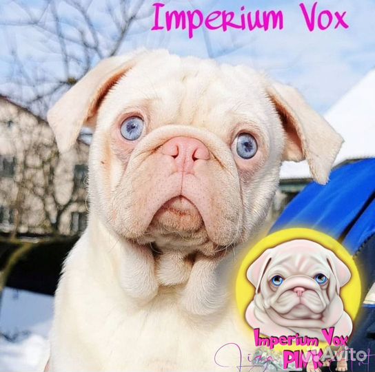 Розовый мопс вязка