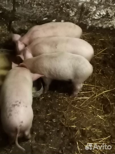 Поросята