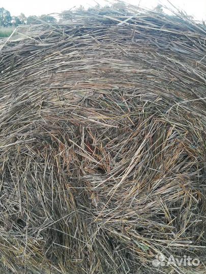 Продам сено костер в рулонах, тюках