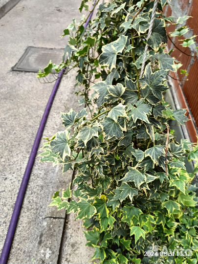 Многолетники корни Пиона, Плющи, Гибискус и др