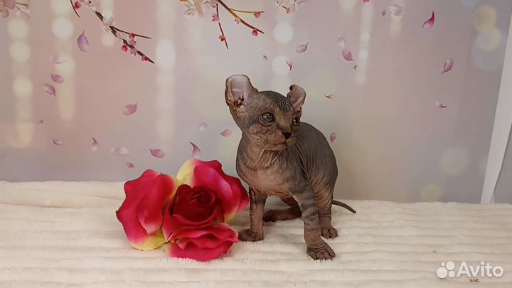 Канадский эльф