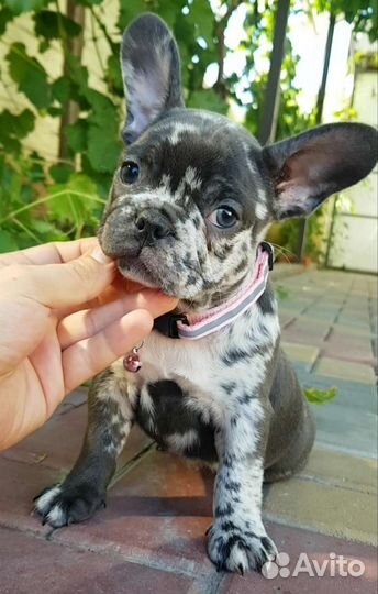 Французский бульдог щенки голубой
