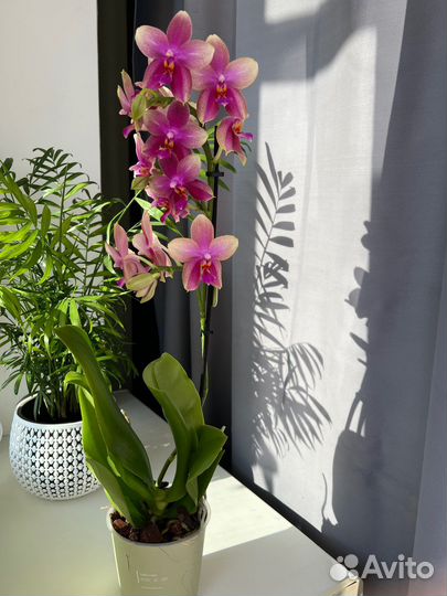 Подарок орхидея Лиодоро