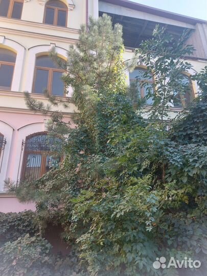 Ель голубая