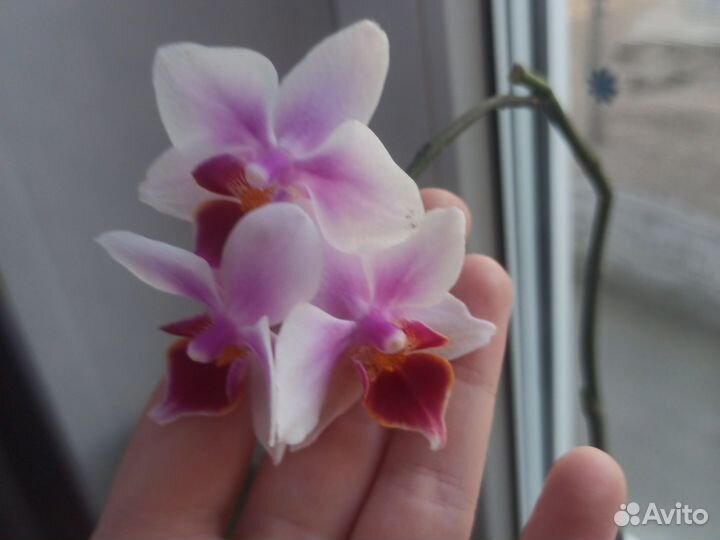 Орхидея обмен на другой цвет