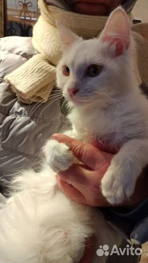 Котенок 3 месяца ангора