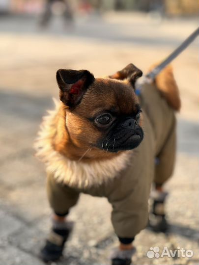 Собака-модель для рекламных съемок