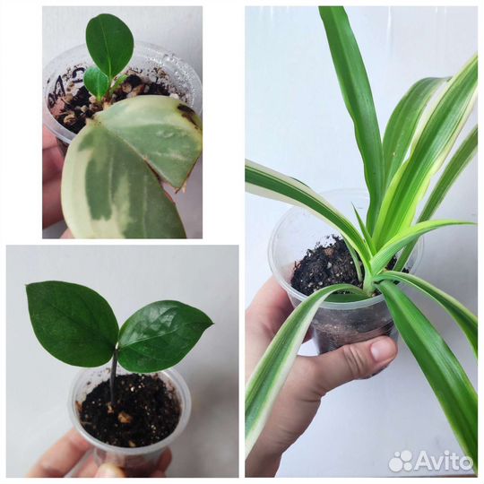 Комнатные цветы