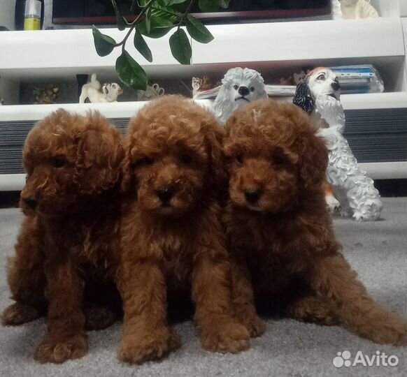 Карликовый пудель щенки