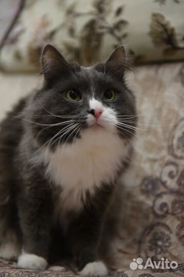 Котик Снежок ищет семью