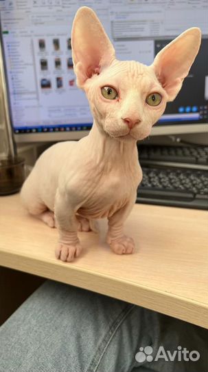 Канадский сфинкс (Бамбино) вязка