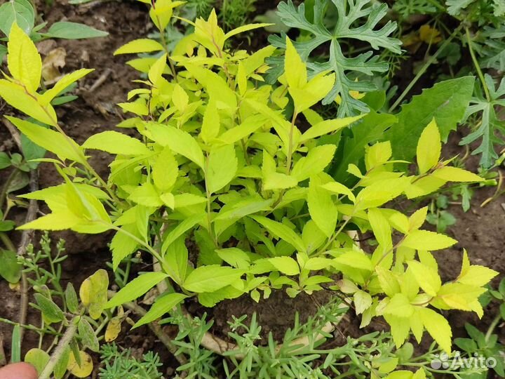 Спирея японская, голд