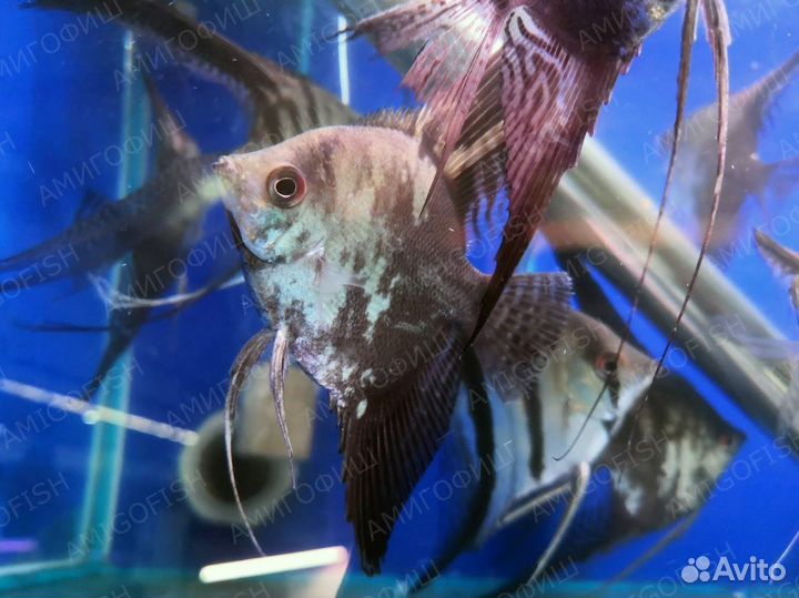 Скалярия Зелёный ангел