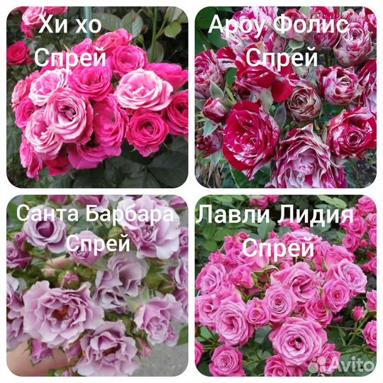 Саженцы роз