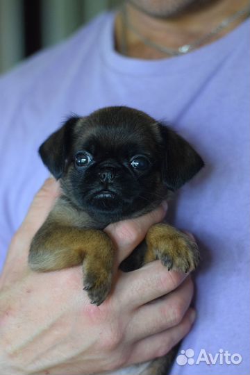 Девочки пти-брабансоны