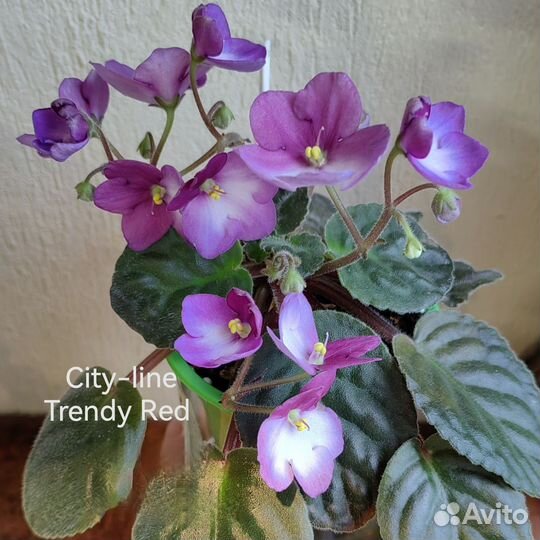 Фиалки набор