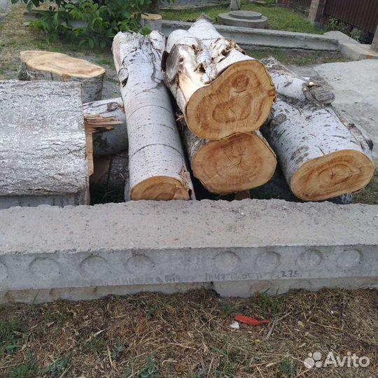 Спил тополь