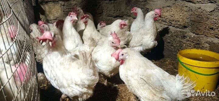 Куры несушки красные очень хорошие