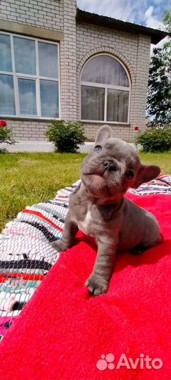 Щенки голубого французского бульдога