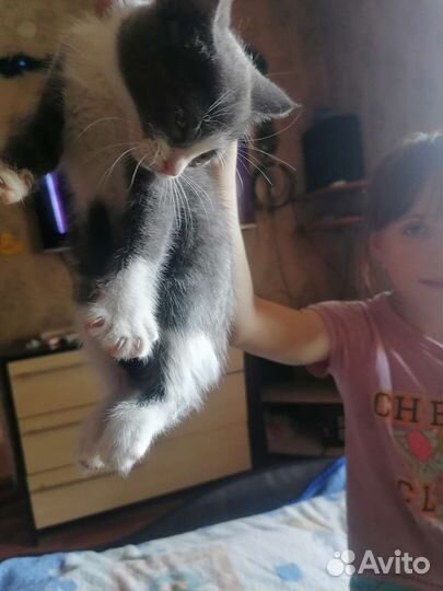 Кошки в добрые руки бесплатно