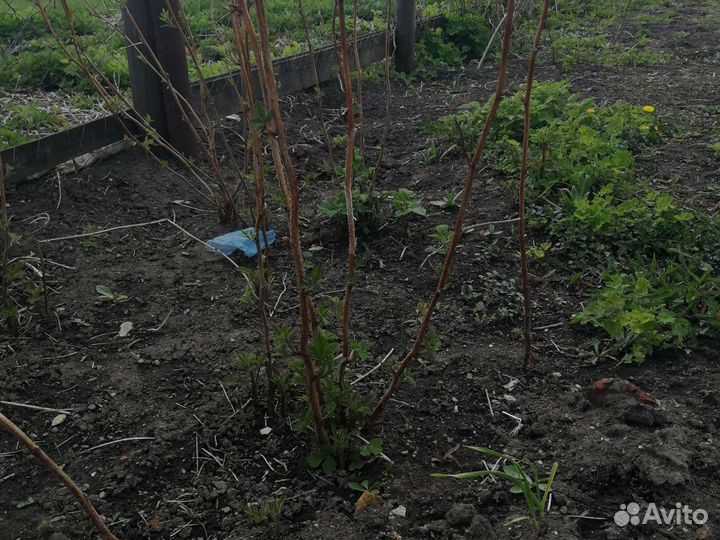 Ремонтантная малина