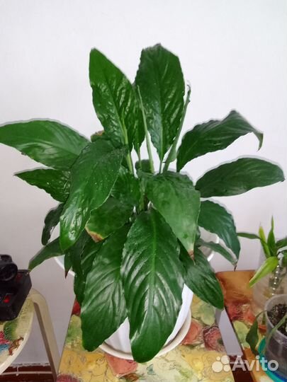 Растения из домашней коллекции