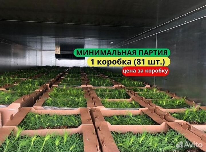 Сеянцы сосны обыкновенной зкс от производителя