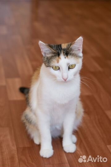 У беды глаза зеленые