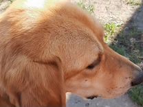 Найдена собака русская гончая