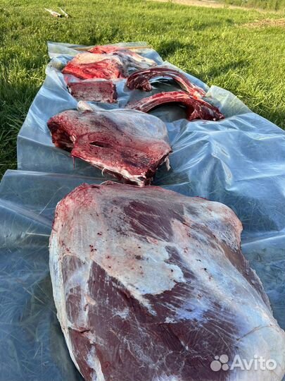Продам мясо говядина