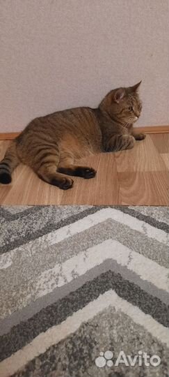 Коты отдам в добрые руки