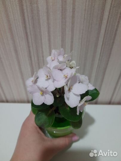 Фиалки сортовые