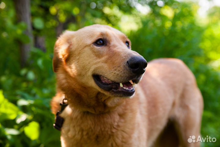 Собачка Дана