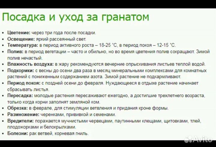 Гранатовое дерево