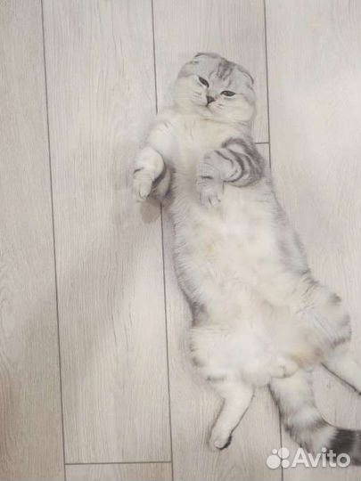 Кот на вязку шотландский вислоухий