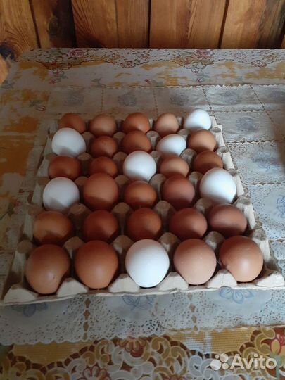 Домашние куриные яйца