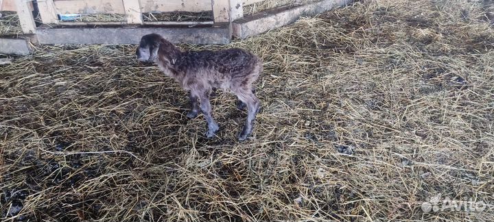 Романовская овца с ягненком