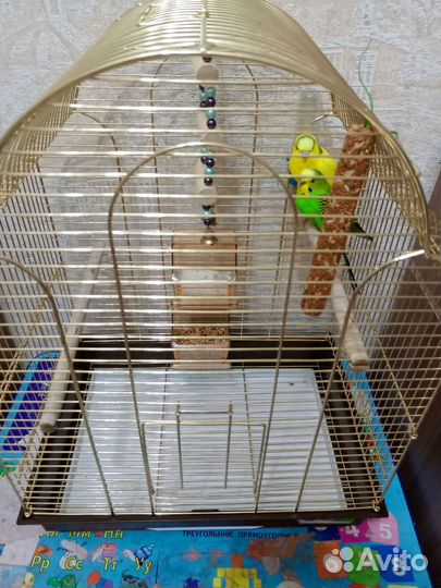 Волнистые попугаи