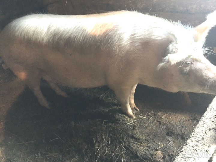 Мясо Свинина домашняя