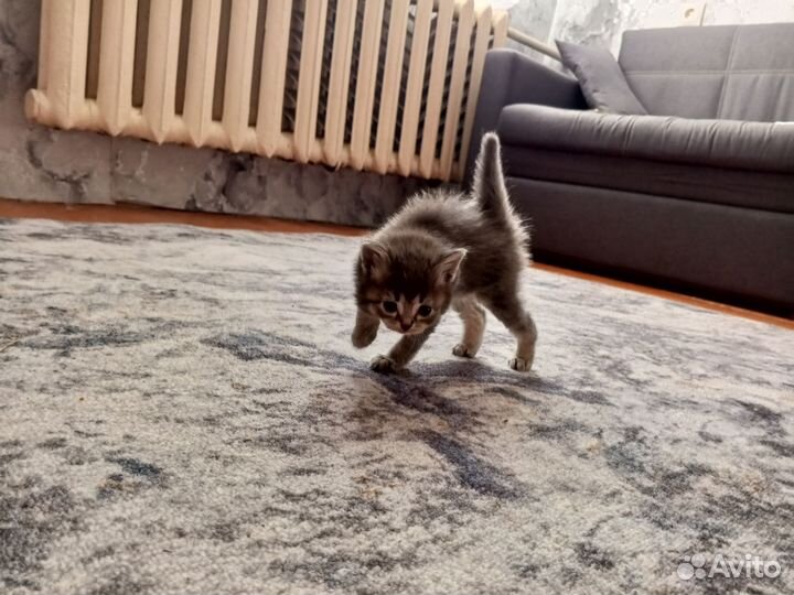 Прекрасные котята