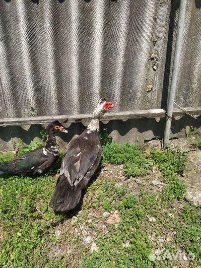 Мускусные утки